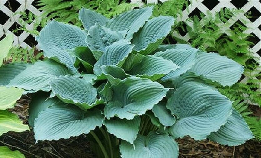 Описание сорта Хоста Зе Квин